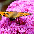 Little fox on buddleia  (Kleiner Fuchs auf Sommerflieder)