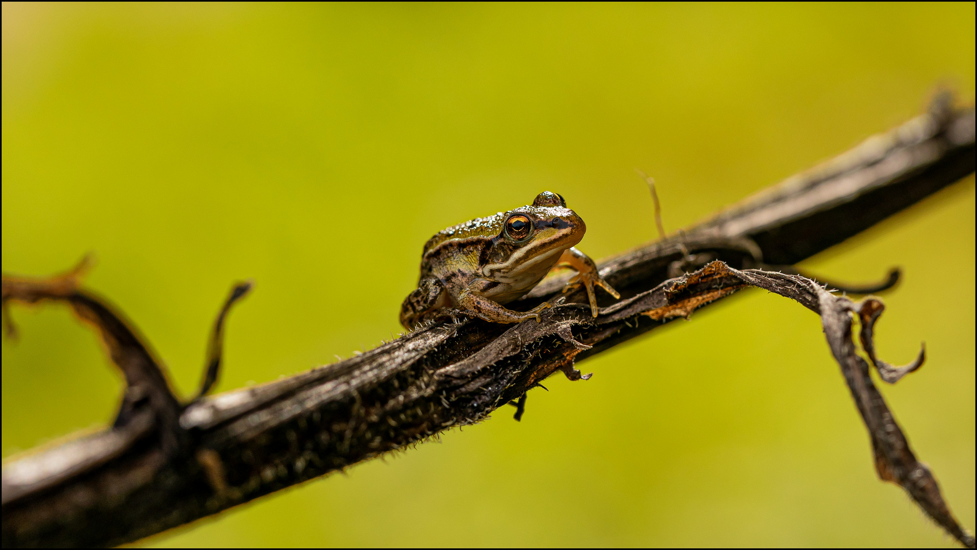 Little Frog