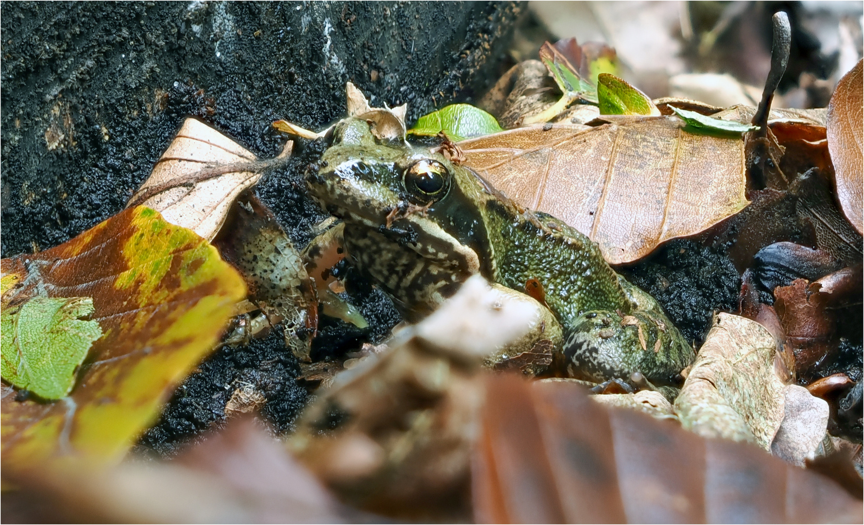 little frog im Herbstlaub  .....