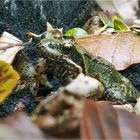 little frog im Herbstlaub  .....