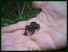 Little Froggy