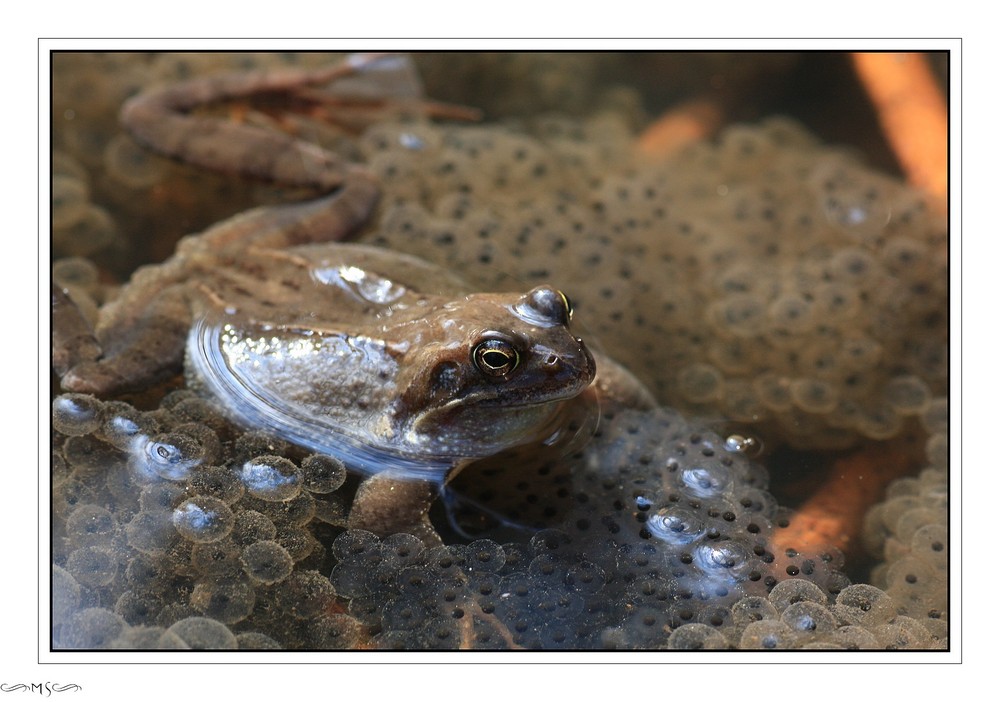 little Frogs