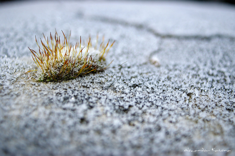 Little frozen plant