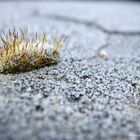 Little frozen plant