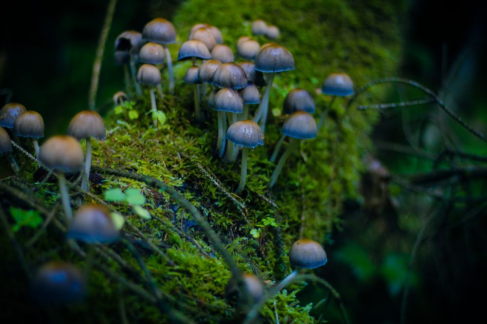 little fungis