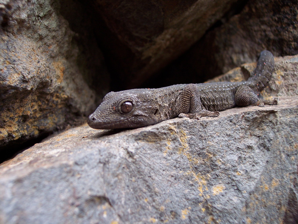 ... Little Gecko from Tenerife ...