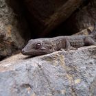 ... Little Gecko from Tenerife ...