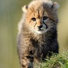 Little Gepard