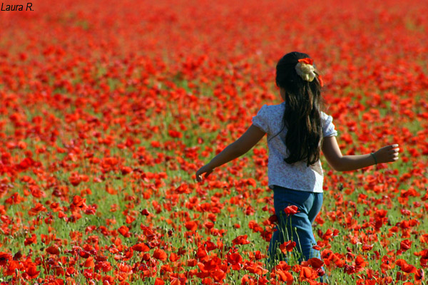 Little Girl in a Poppies Field