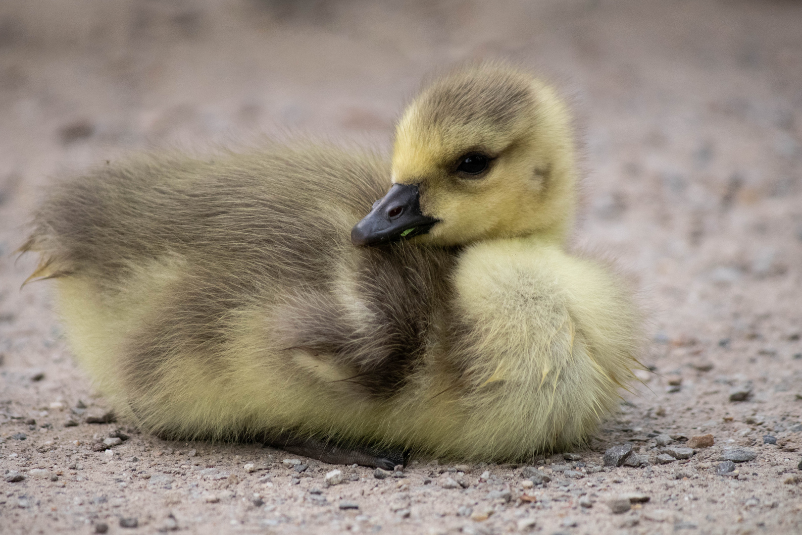 little goose