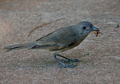 ..Little Grassbird mit Futter..