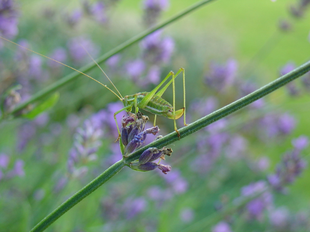 little grasshopper