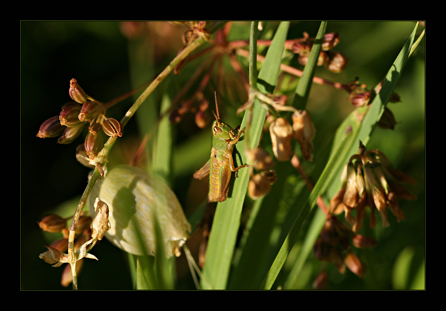 little grasshopper