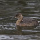 Little Grebe