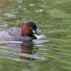 Little Grebe