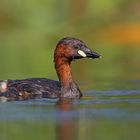 Little grebe