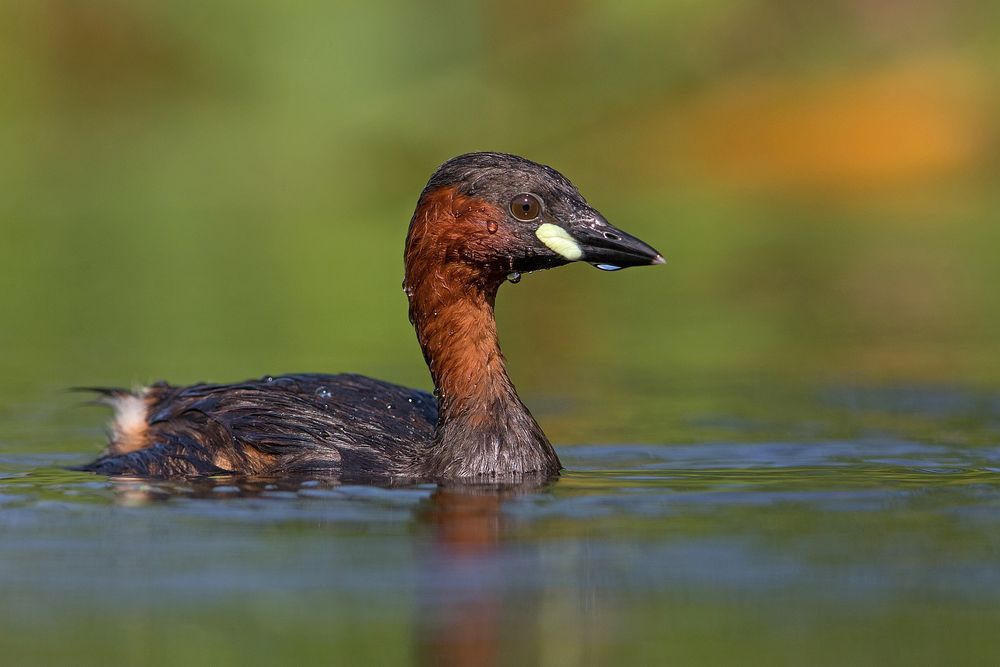 Little grebe