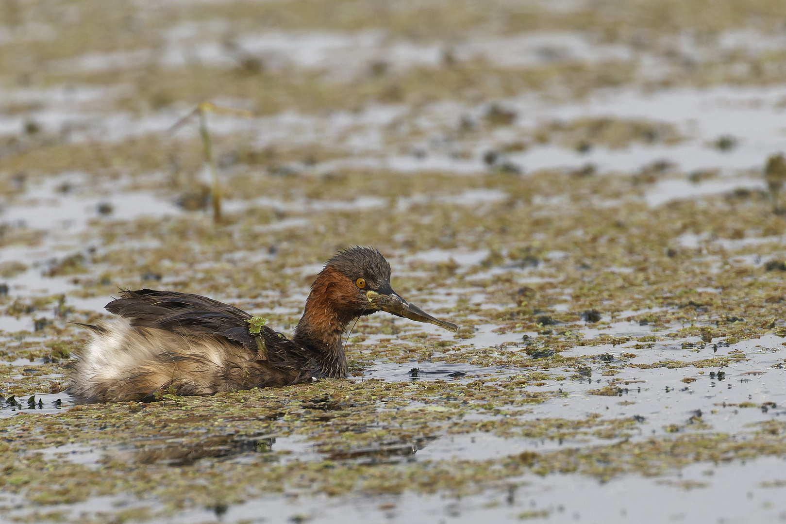 Little Grebe