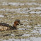 Little Grebe