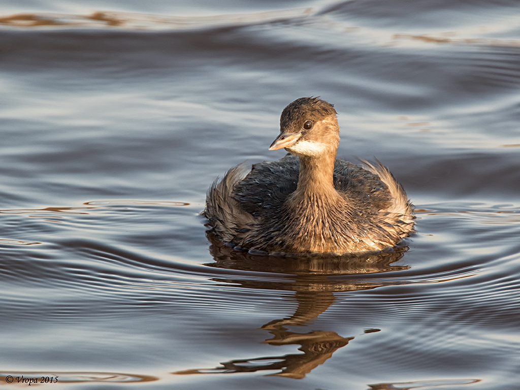 Little Grebe