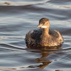 Little Grebe