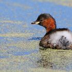 Little Grebe