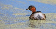 Little Grebe