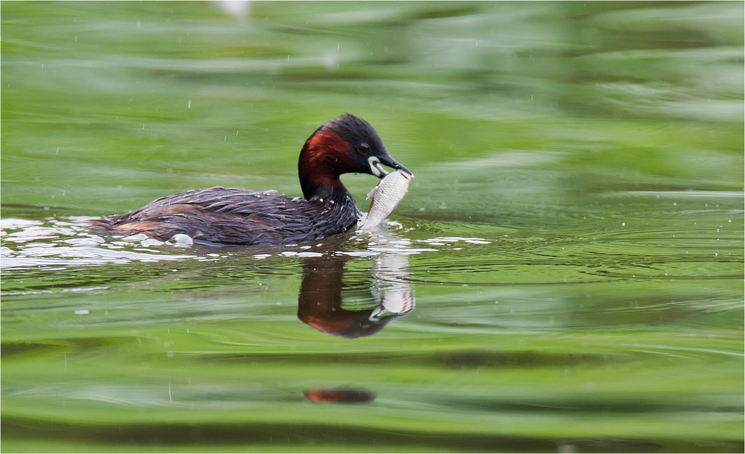 Little grebe, big fish