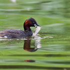 Little grebe, big fish