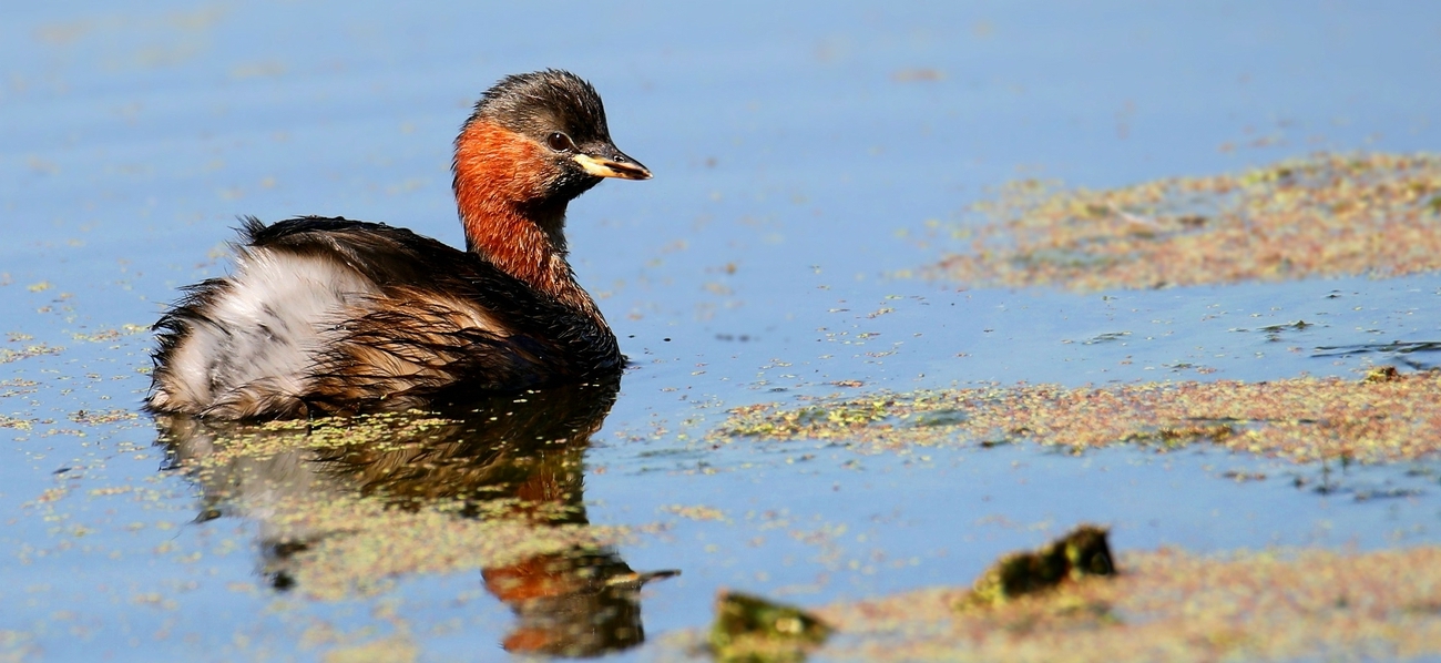 Little Grebe