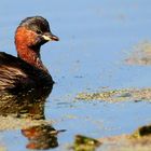 Little Grebe