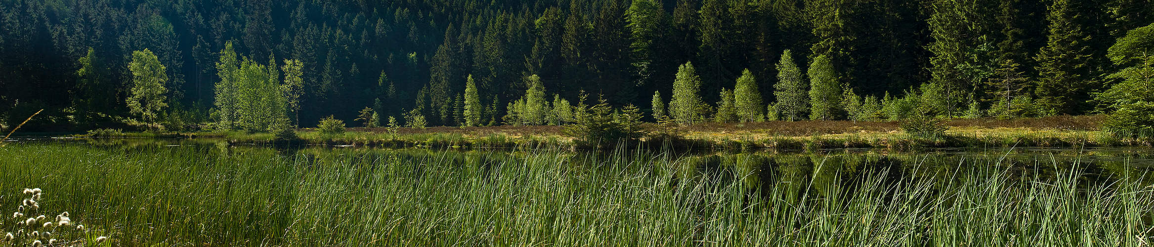 Little Grebe calling