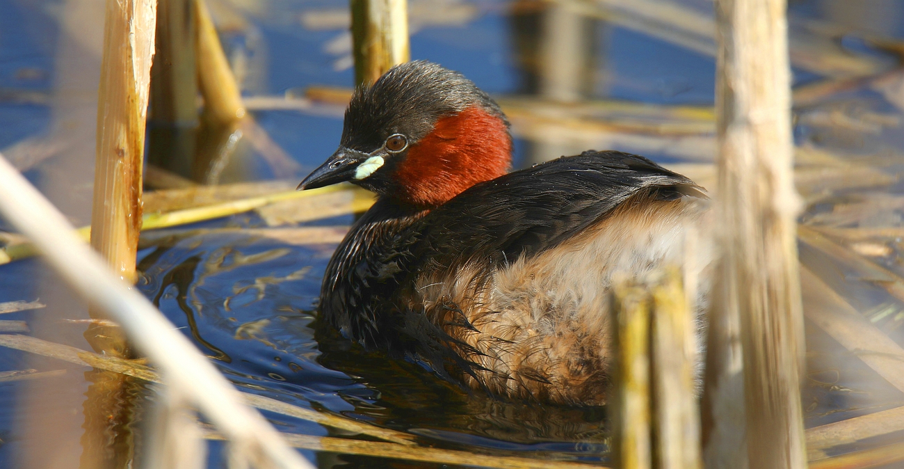 Little Grebe