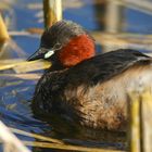 Little Grebe