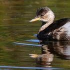 Little Grebe (immature)