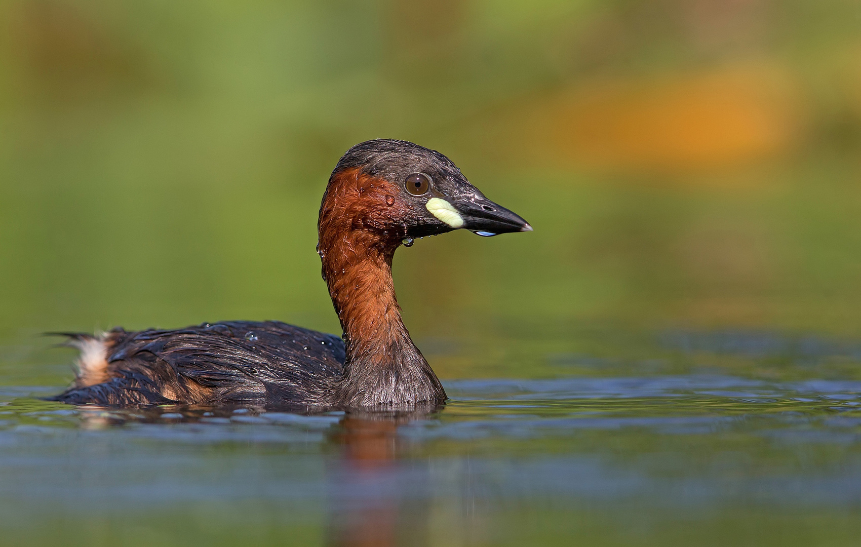 little grebe in morning sun