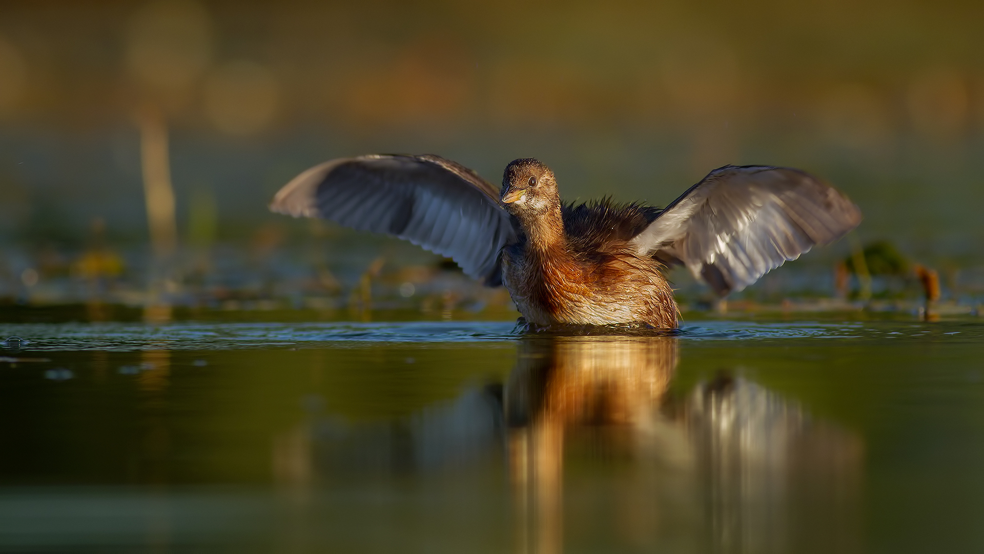 Little Grebe / Tachybaptus ruficollis