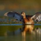 Little Grebe / Tachybaptus ruficollis