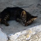 Little Greek Cat