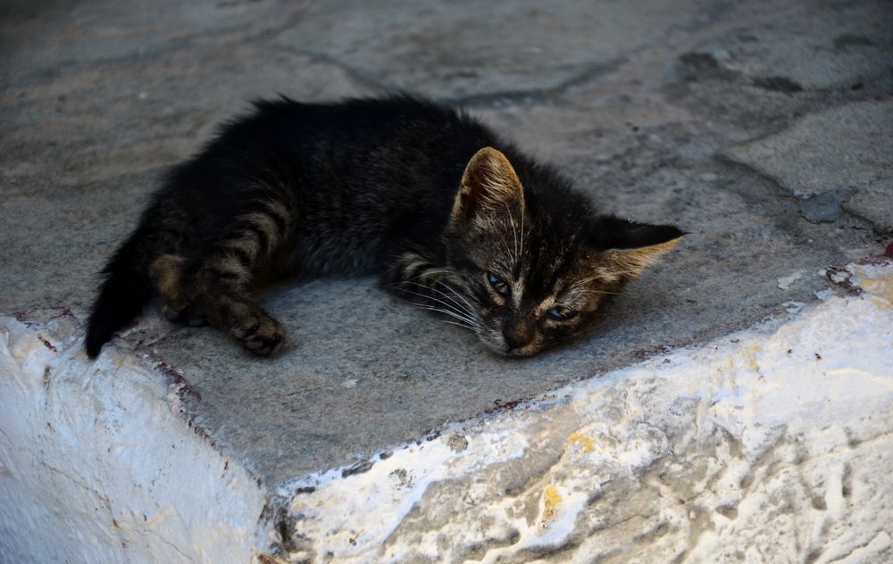 Little Greek Cat