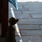 Little Greek Cat II