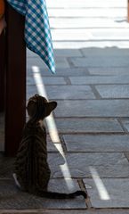 Little Greek Cat II