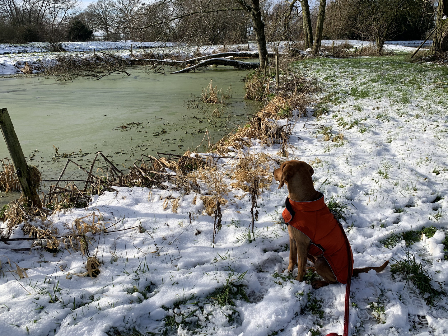 Little Greek in the snow