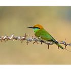 Little Green Bee-eater