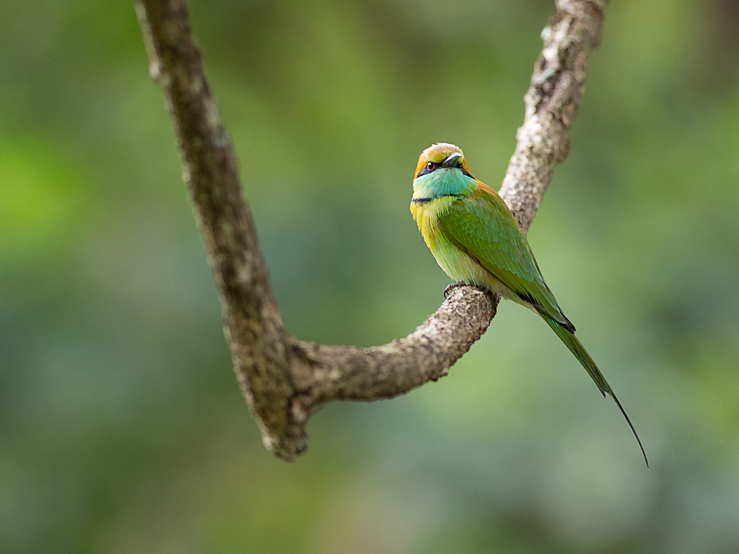 Little Green Bee-eater