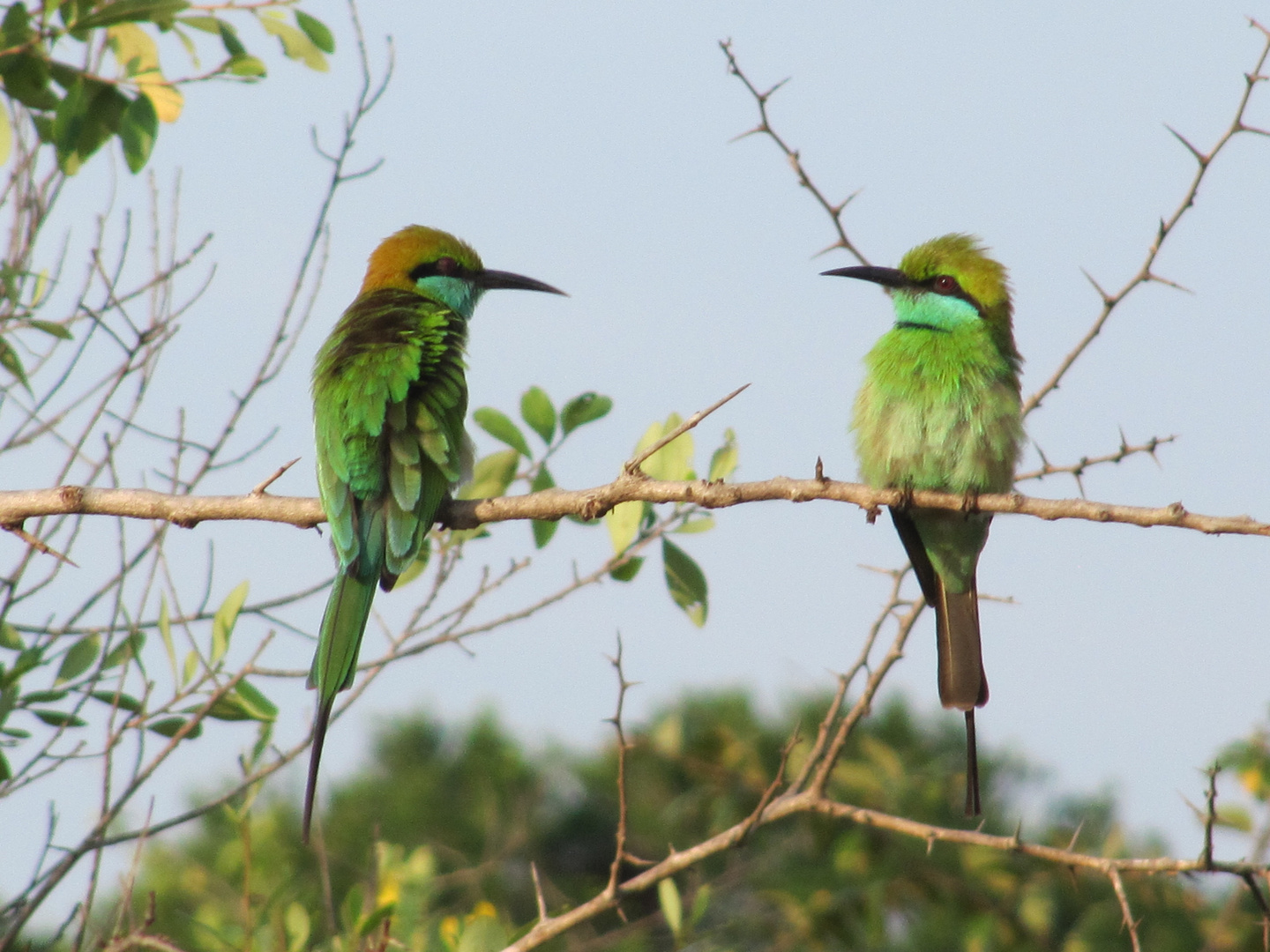 Little Green Bee-Eater auf Sri Lanka