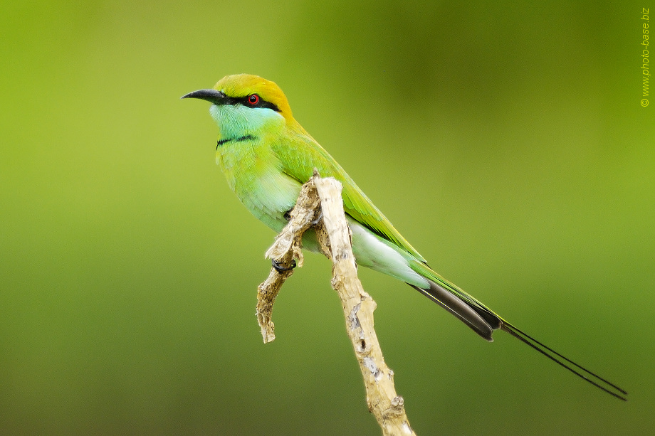 Little Green Bee-eater (Merops orientalis)