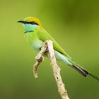 Little Green Bee-eater (Merops orientalis)