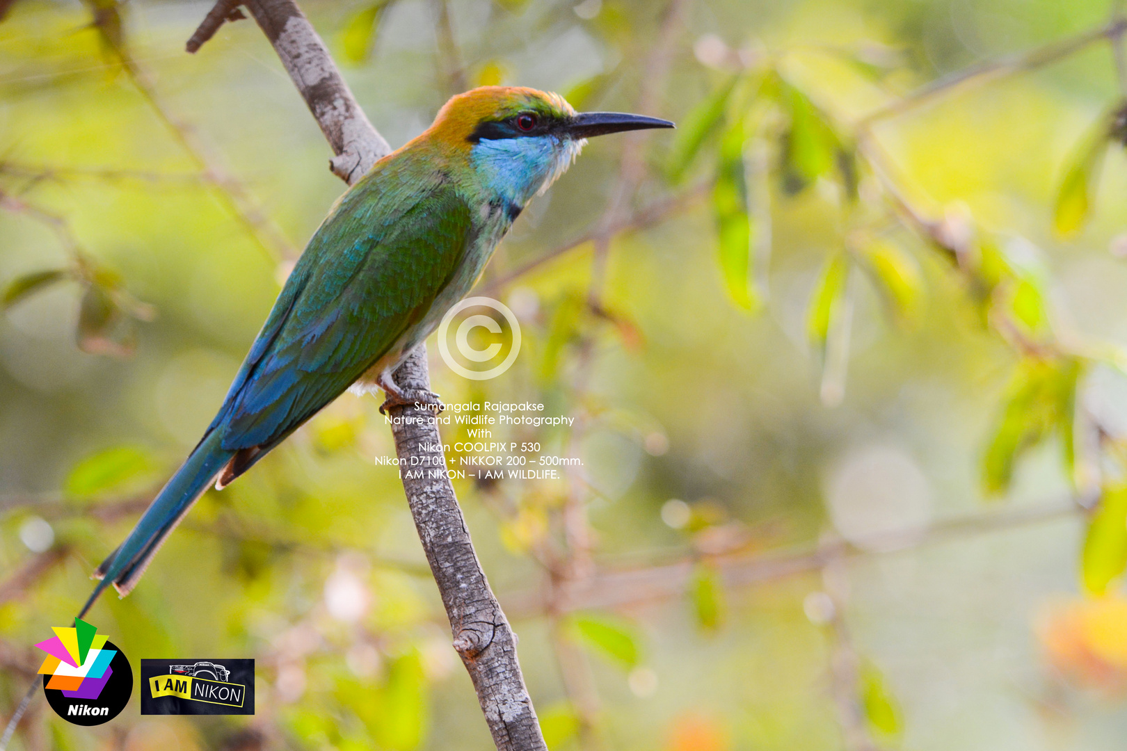 (Little) Green Bee-eater ( Merops orientalis).