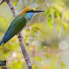 (Little) Green Bee-eater ( Merops orientalis).